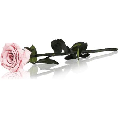RoseAmor Pink stabilizowana róża na łodydze 30 cm 1 szt.