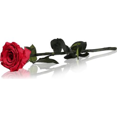 RoseAmor Red stabilizowana róża na łodydze 30 cm 1 szt.