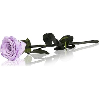 RoseAmor Lila stabilizowana róża na łodydze 30 cm 1 szt.