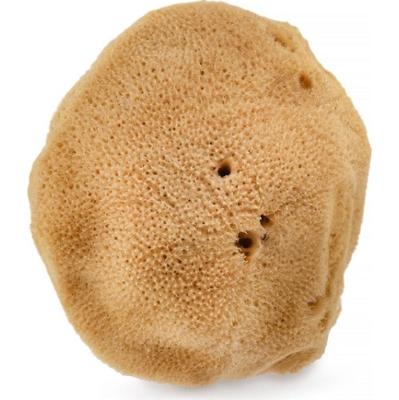 HHUUMM Naturalna gąbka 02F (brązowa) 9,5 cm HHUUMM Gąbki 1 ct