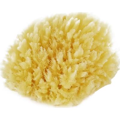Palmetten Mediterranean Sponge Medium Medium