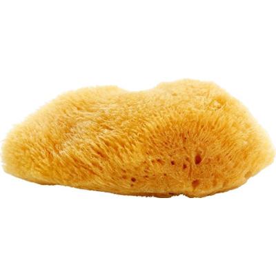 Magnum Naturalna Karaibska Gąbka Morska 10-12 cm