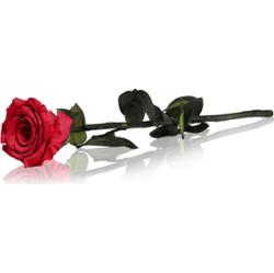 RoseAmor Red stabilizowana róża na łodydze 30 cm 1 szt.