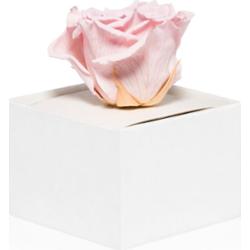 RoseAmor Pink stabilizowana róża w pudełku 1 szt.