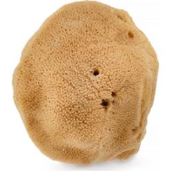 HHUUMM Naturalna gąbka 02F (brązowa) 9,5 cm HHUUMM Gąbki 1 ct