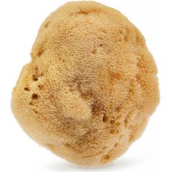 HHUUMM Naturalna gąbka 01F (brązowa) 12,5 cm HHUUMM Gąbki 1 ct