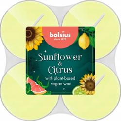 Bolsius Floral Fusion Słonecznik i Cytrusy świece zapachowe Maxi 8h / 8 sztuk