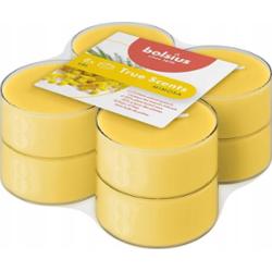 Bolsius True Scents Mimoza podgrzewacze zapachowe Maxi 8 godzinne - 8 sztuk